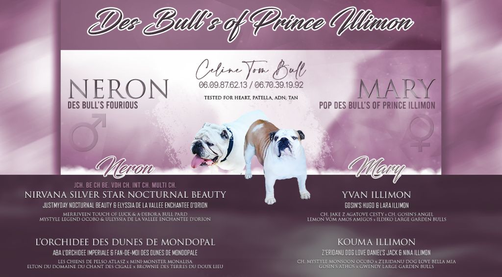 chiot Bulldog Anglais Des Bull's Of Prince Illimon