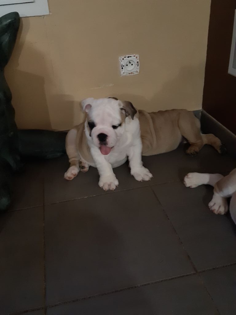 Des Bull's Of Prince Illimon - Bulldog Anglais - Portée née le 19/11/2019